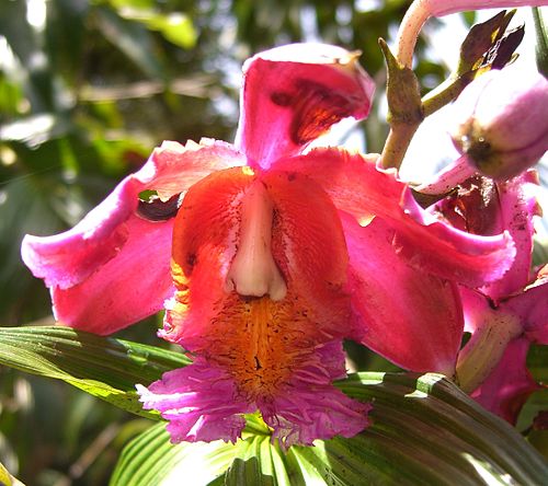 Sobralia dichotoma